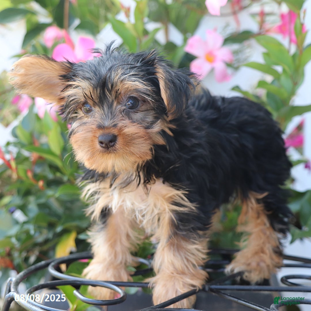 Yorkshire Terrier dogs for sale: Misty - Image 4