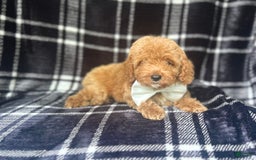 Cockapoo dogs for sale: Royal - Image 2