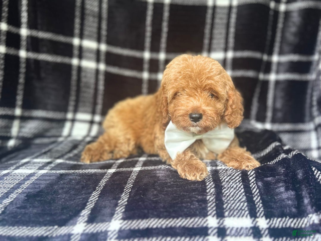 Cockapoo dogs for sale: Royal - Image 2