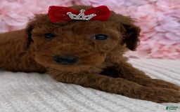 Standard Poodle dogs for sale: Ella AKC - Image 3