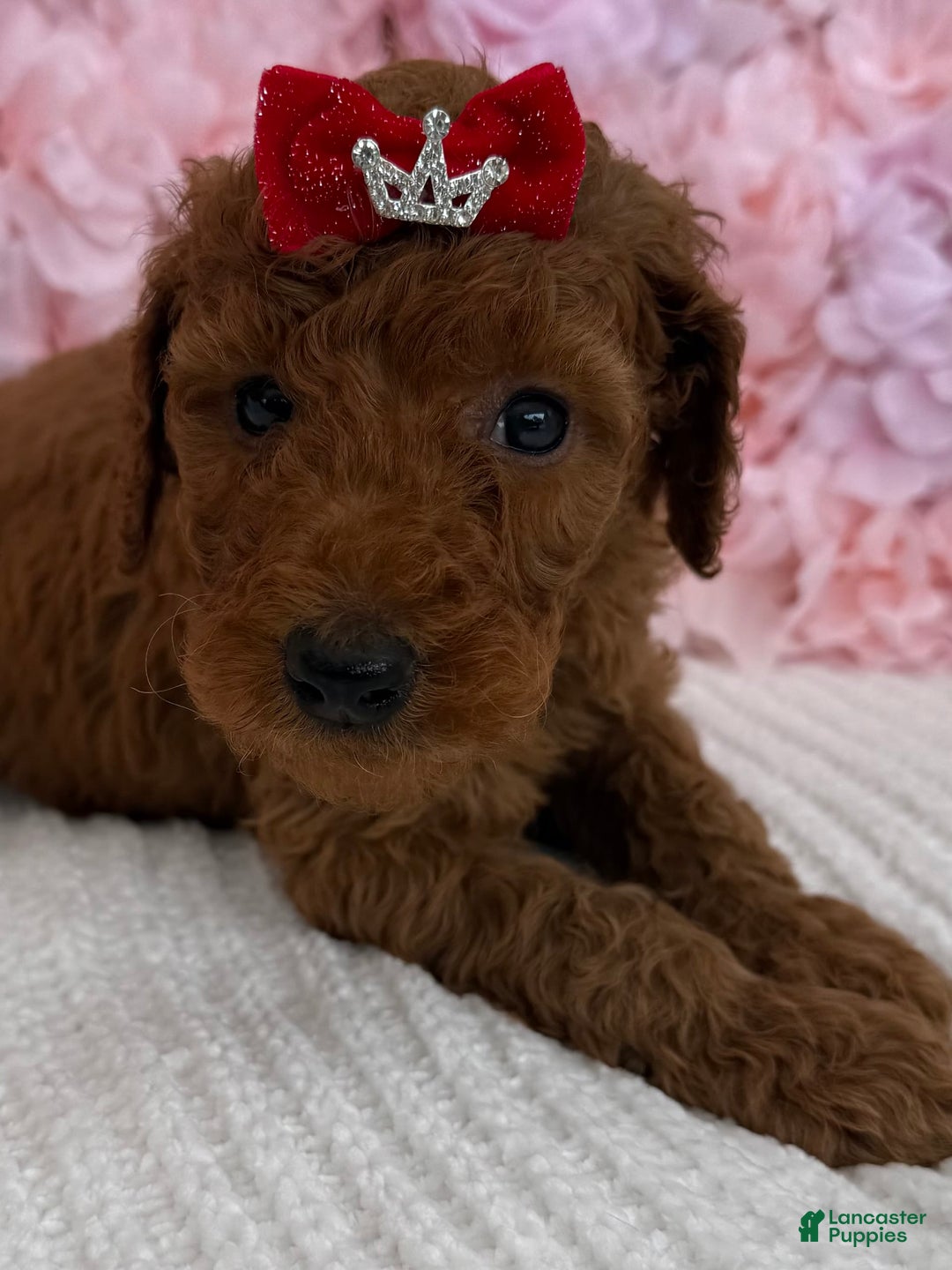 Standard Poodle dogs for sale: Ella AKC - Image 3