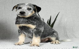 Australian Cattle Dog dogs for sale: Mike - Image 3