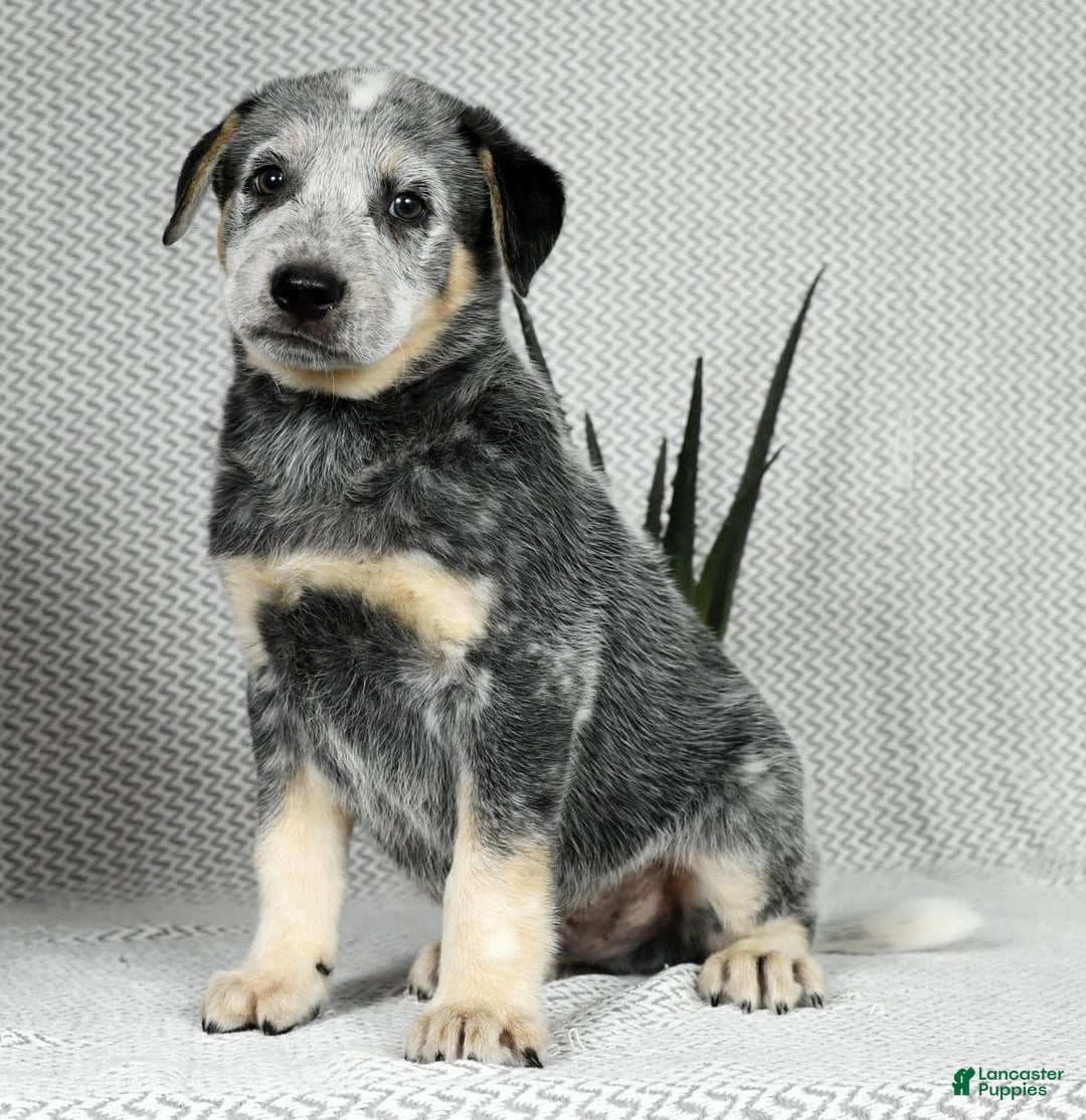 Australian Cattle Dog dogs for sale: Mike - Image 3