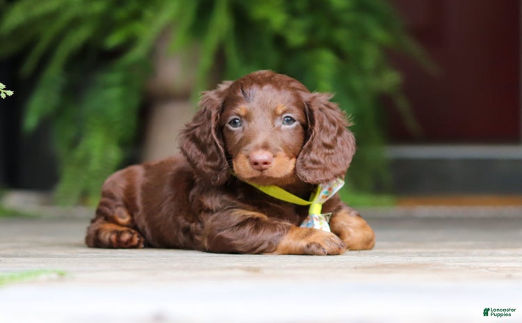 Miniature Dachshund dogs for sale - Ad 2