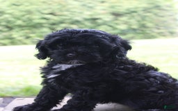 Cavapoo dogs for sale: Sela - Image 2