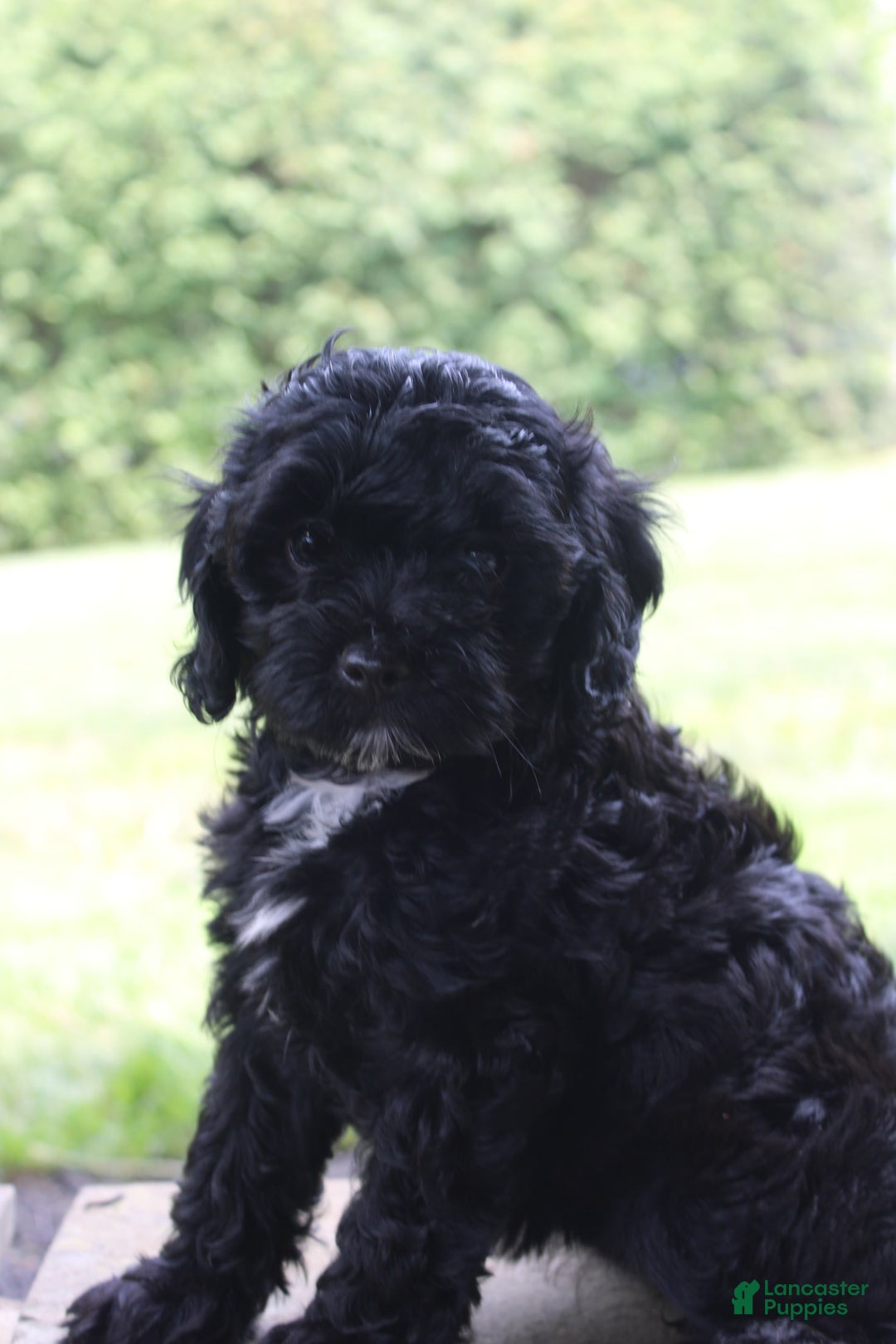 Cavapoo dogs for sale: Sela - Image 2