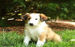 Shetland Sheepdog dogs for sale: Lassie - Image 1