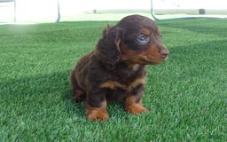 Miniature Dachshund dogs for sale: Coco - Image 4
