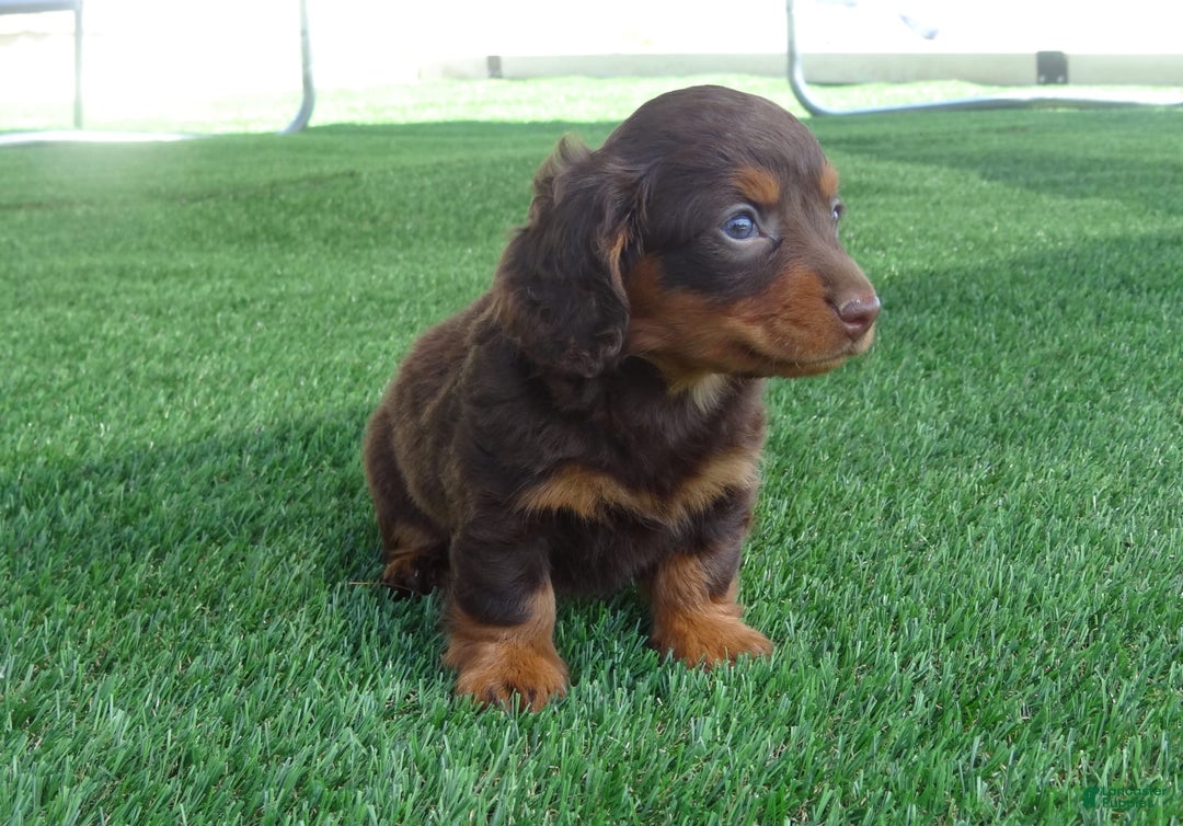Miniature Dachshund dogs for sale: Coco - Image 4