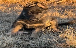 German Shepherd dogs for sale: New Litter Coming I Enclosed Pictures Of Puppies From Our First Litter - Image 2