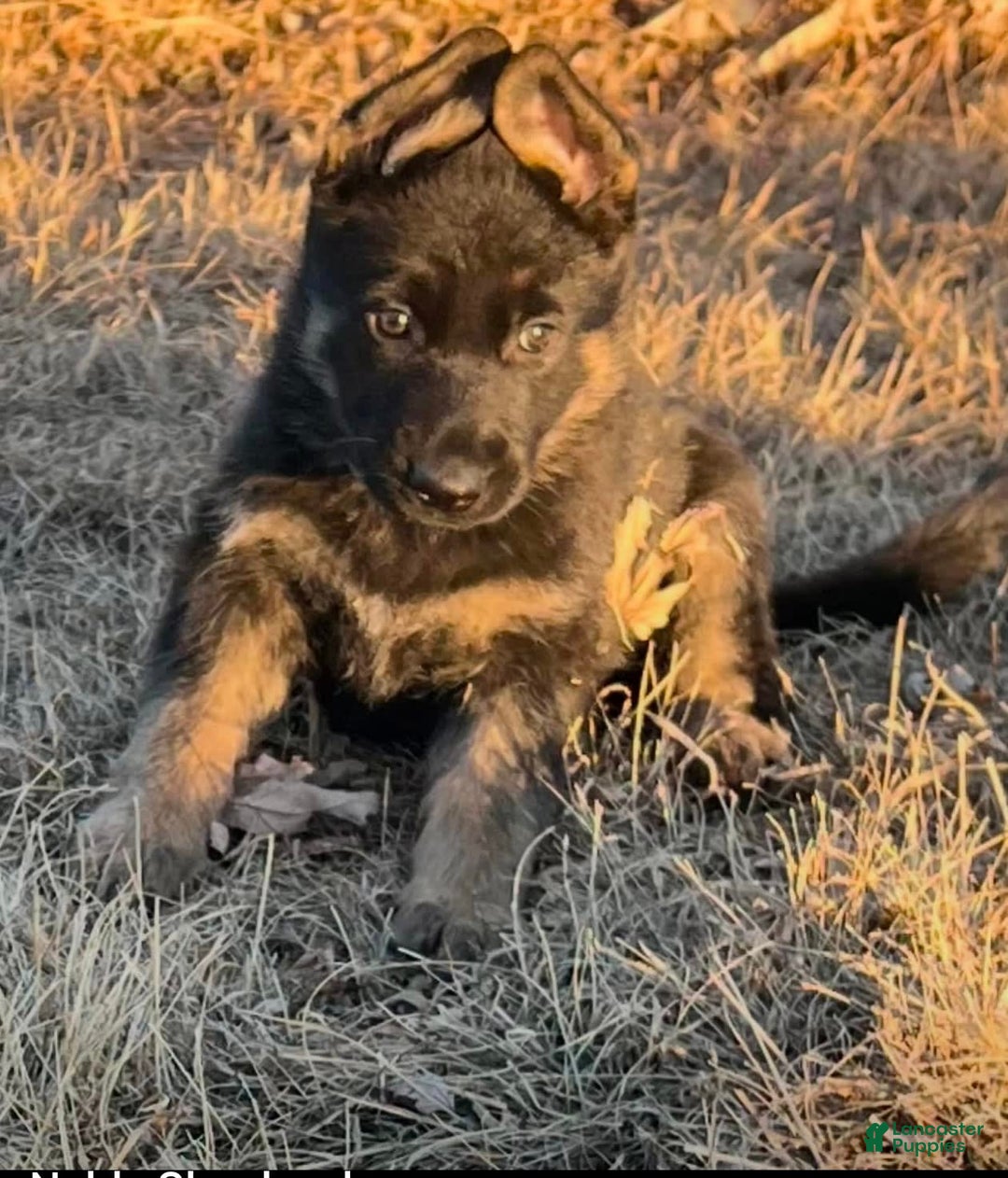 German Shepherd dogs for sale: New Litter Coming I Enclosed Pictures Of Puppies From Our First Litter - Image 2