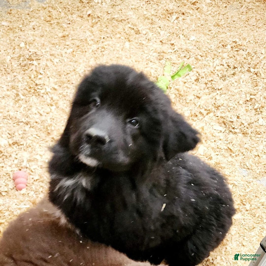 Newfoundland dogs for sale: Big Black Girl - Image 2