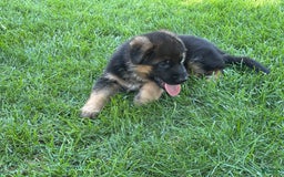 German Shepherd dogs for sale: 2nd Boy - Image 3