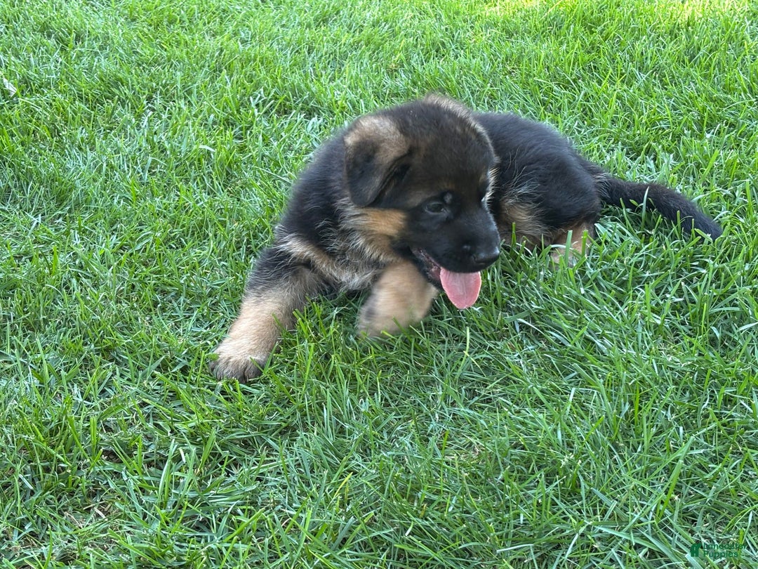 German Shepherd dogs for sale: 2nd Boy - Image 3