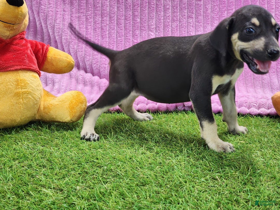 Catahoula Leopard Dog dogs for sale: Tess 2025 Female 1 - Image 16