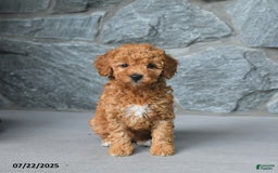 Miniature Poodle dogs for sale: Dixie - Image 2
