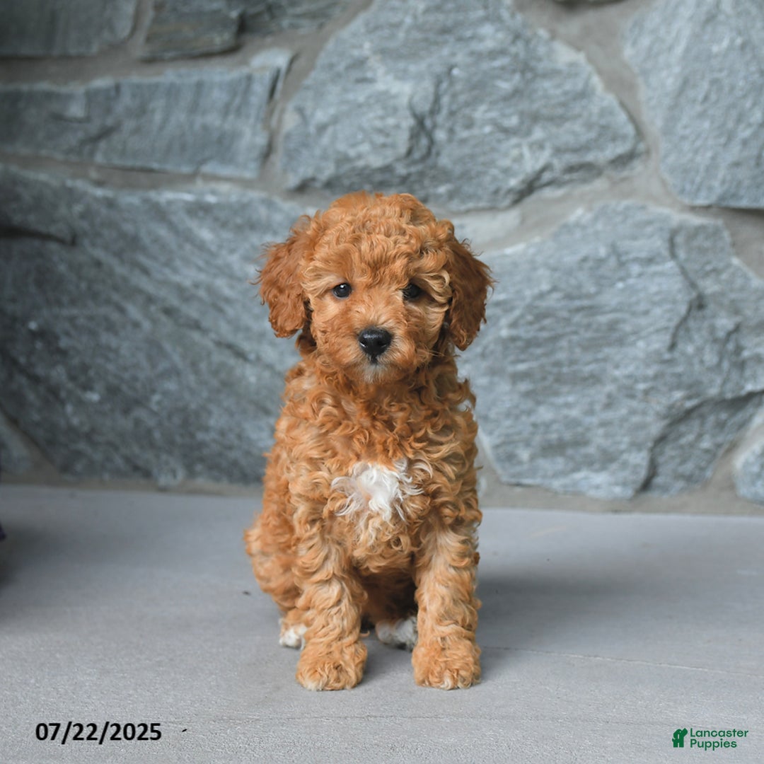 Miniature Poodle dogs for sale: Dixie - Image 2