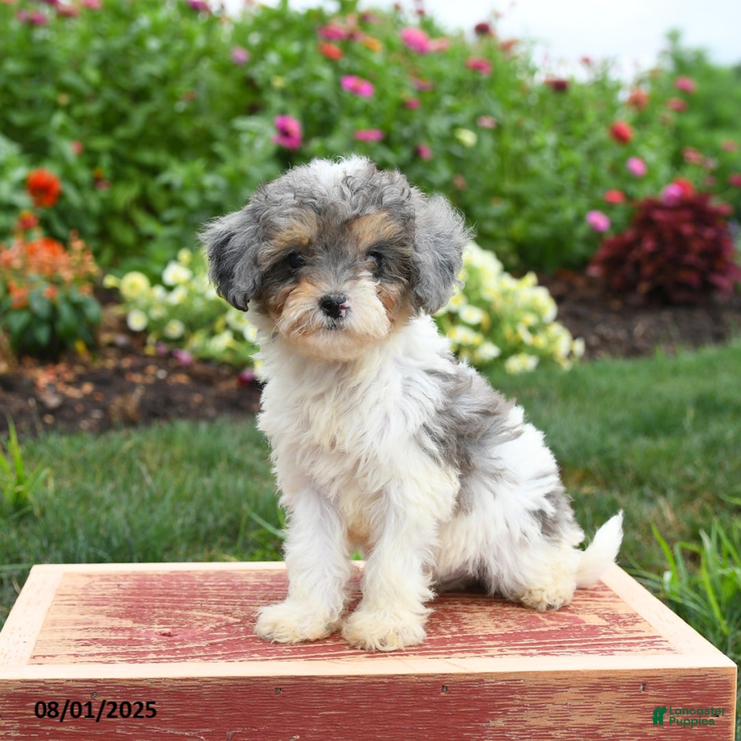 Miniature Poodle dogs for sale: Nova - Image 5