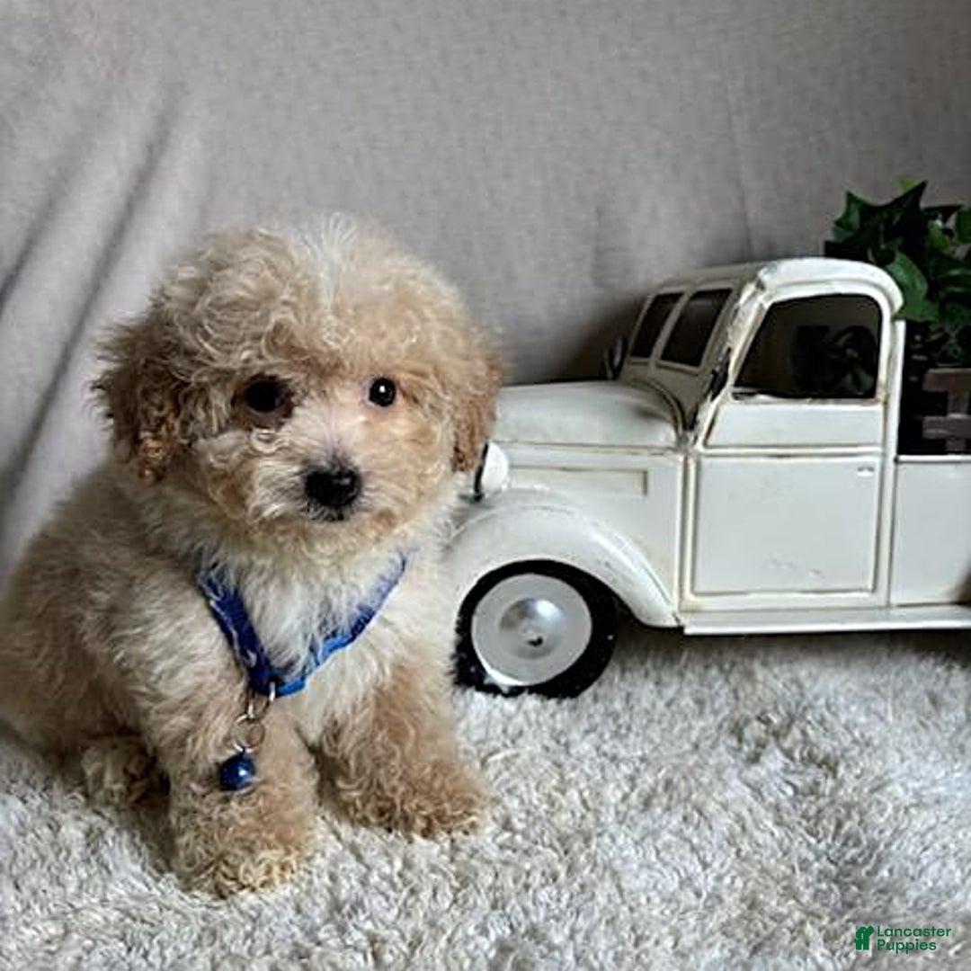 Bichpoo dogs for sale: Gabe - Image 2