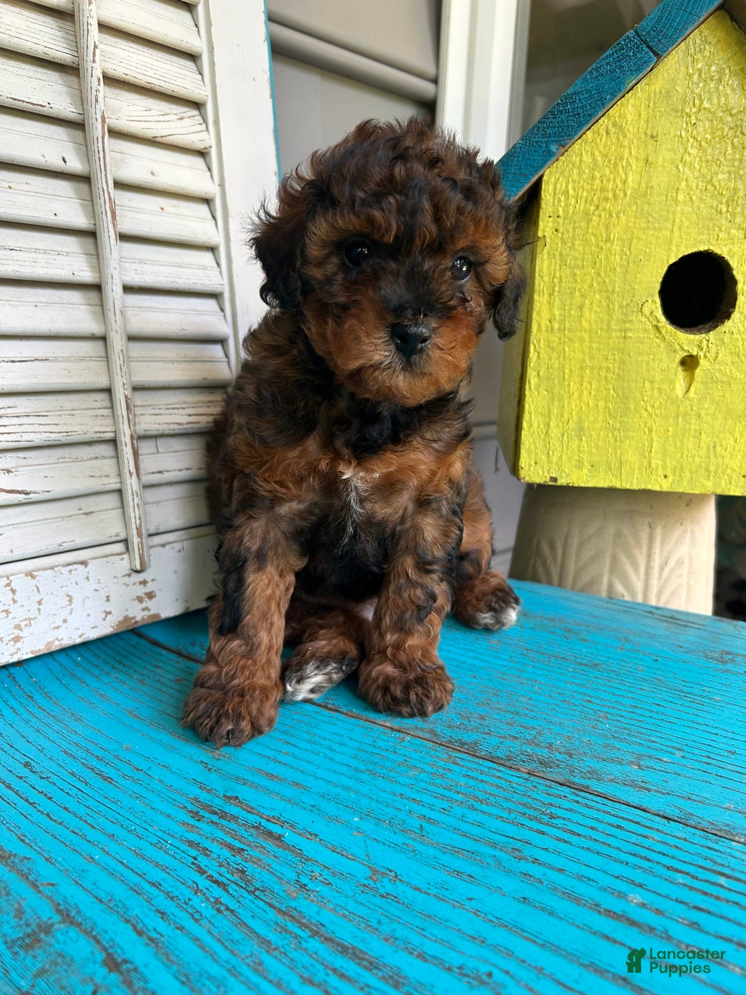 Cavapoo dogs for sale: Bailey - Image 3