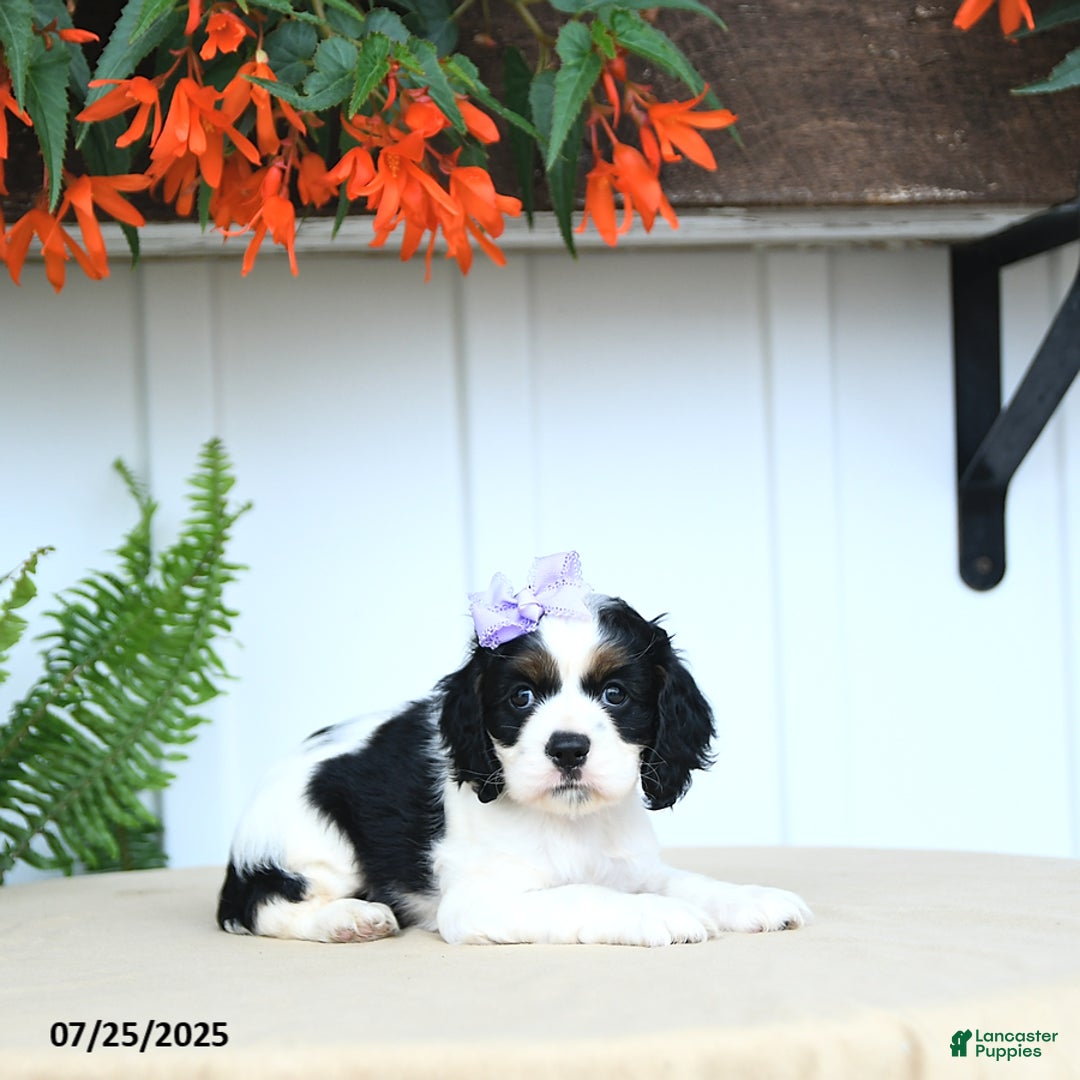 Cocker Spaniel dogs for sale: Nessa - Image 5