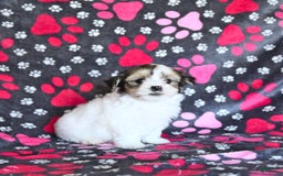 Shorkie dogs for sale: Karl - Image 10