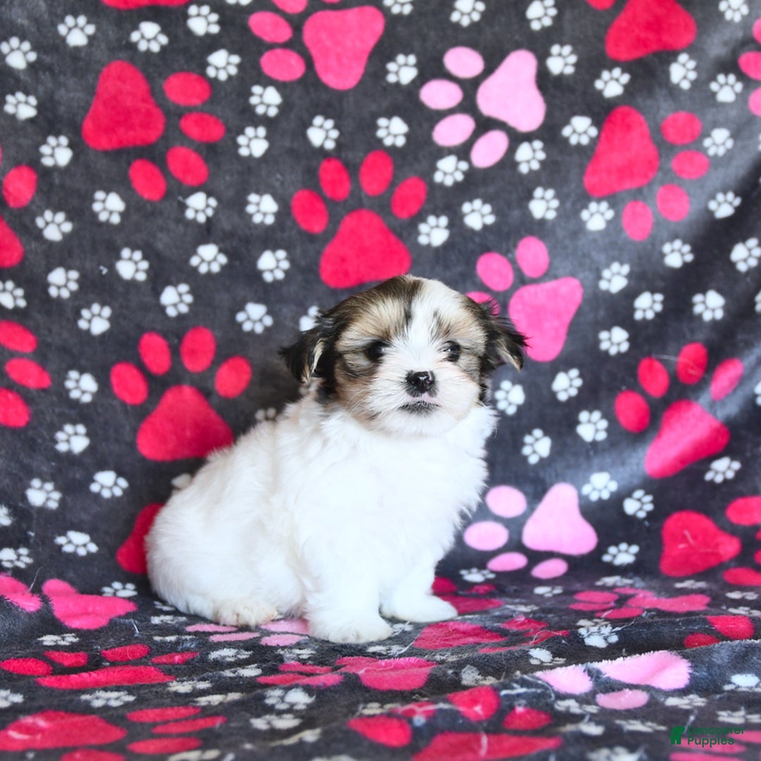 Shorkie dogs for sale: Karl - Image 10