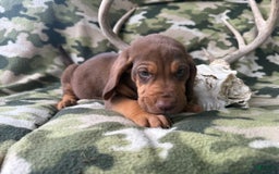 Bloodhound dogs for sale: Chill - Image 2