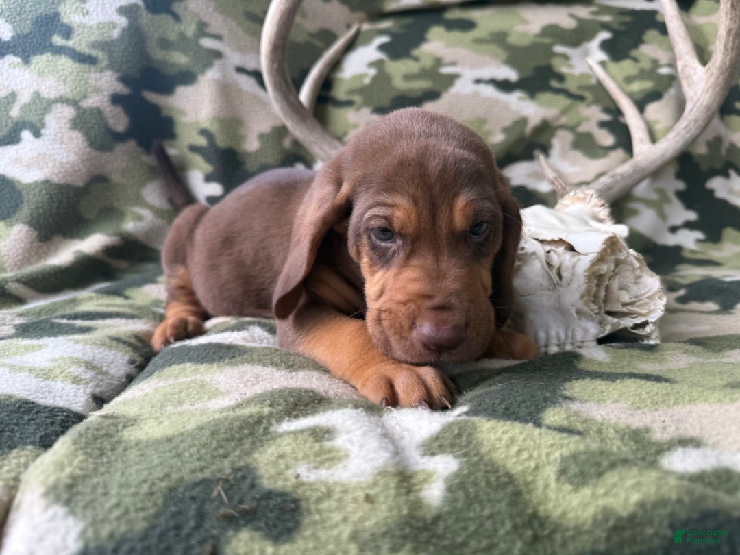 Bloodhound dogs for sale: Chill - Image 2