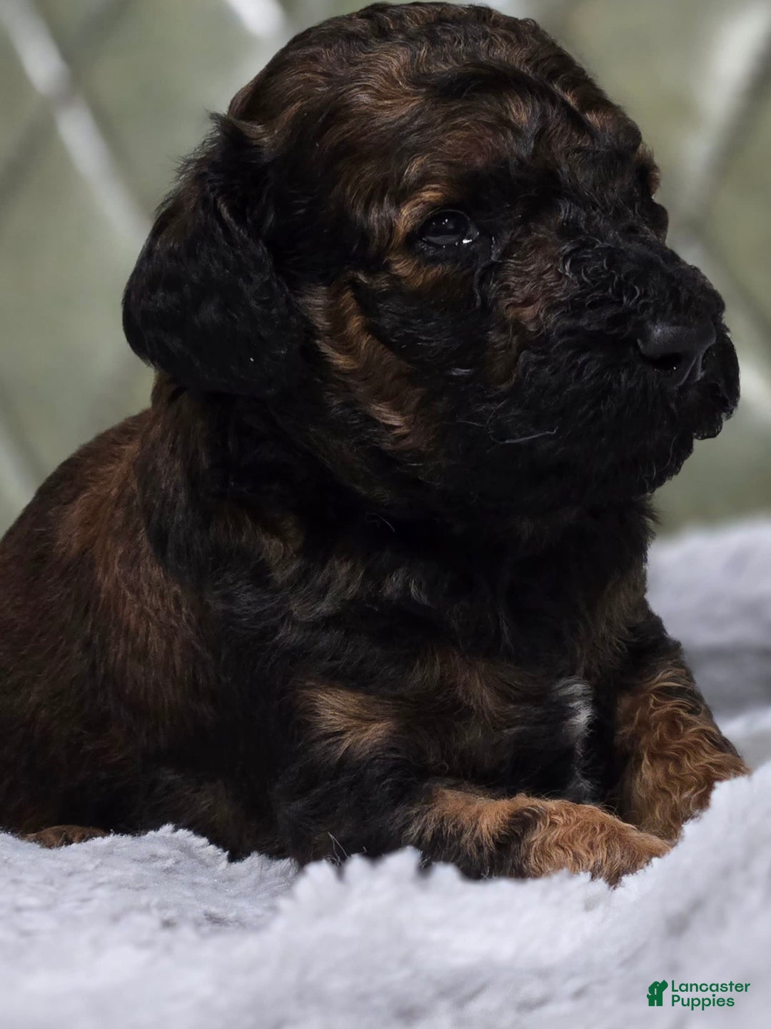 Standard Poodle dogs for sale: Koda - Image 4