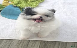 Pomeranian dogs for sale: Blue Eye - Blue Merle - Extreme Parti - Image 2