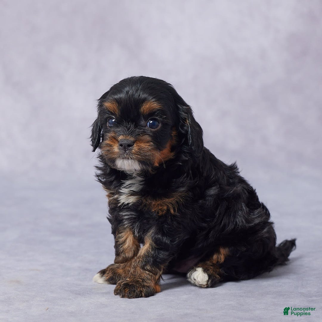 Cavapoo dogs for sale: Diego - Image 7