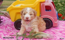 Toy Poodle dogs for sale: Toy Poodle 5 puppies - Image 6