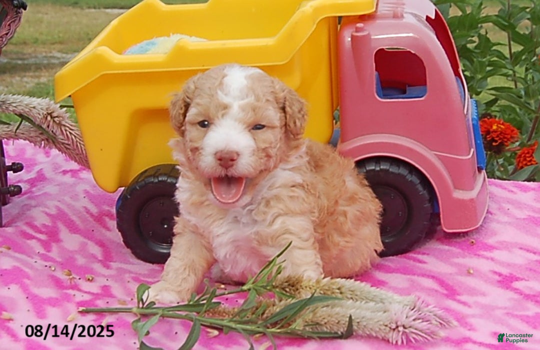 Toy Poodle dogs for sale: Toy Poodle 5 puppies - Image 6