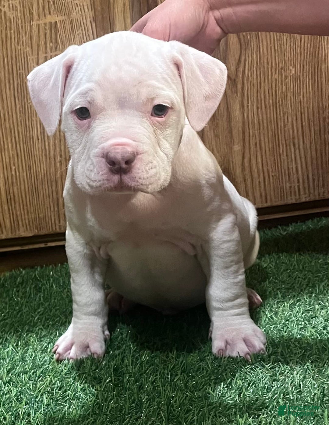 American Bully dogs for sale: Clavi - Image 1