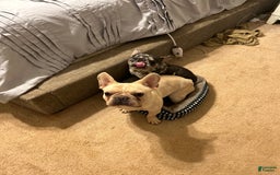 French Bulldog dogs for sale: Tammy - Image 7
