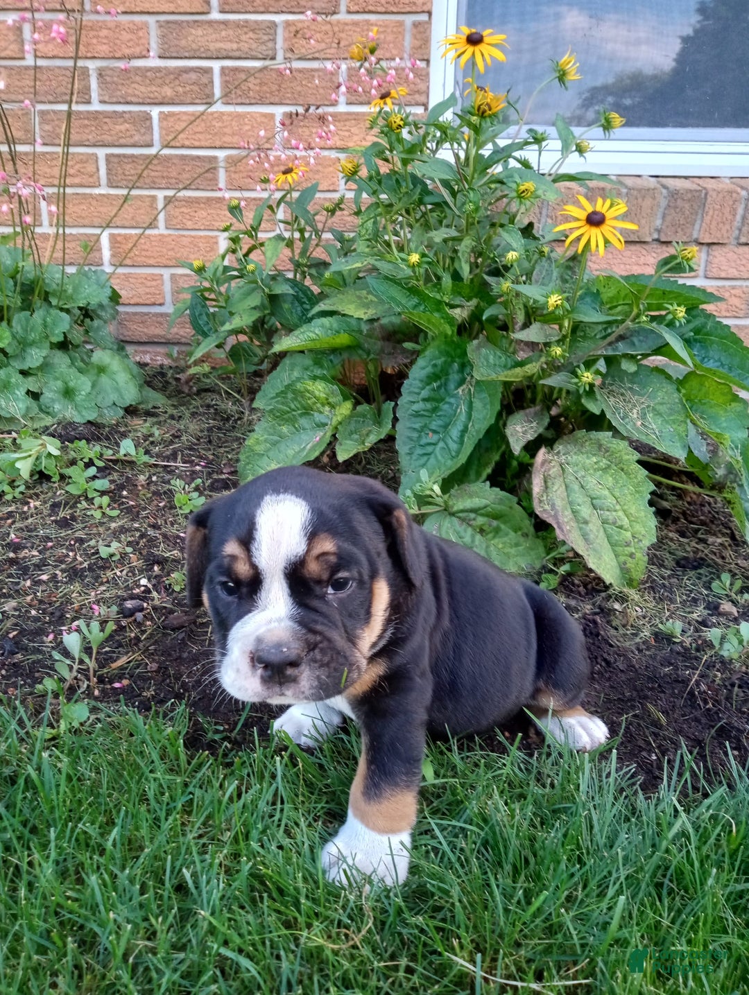 Olde English Bulldogge dogs for sale: Max - Image 2