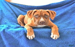 Boxer dogs for sale: Tank Rare Color - Image 9