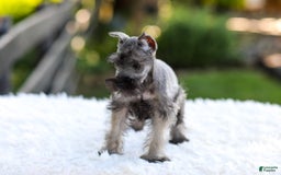 Miniature Schnauzer dogs for sale: Baxter - Image 9