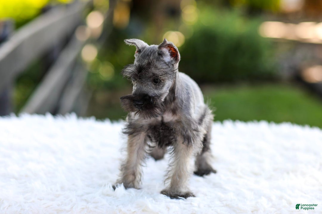 Miniature Schnauzer dogs for sale: Baxter - Image 9