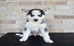 Siberian Husky dogs for sale: Allie - Image 1