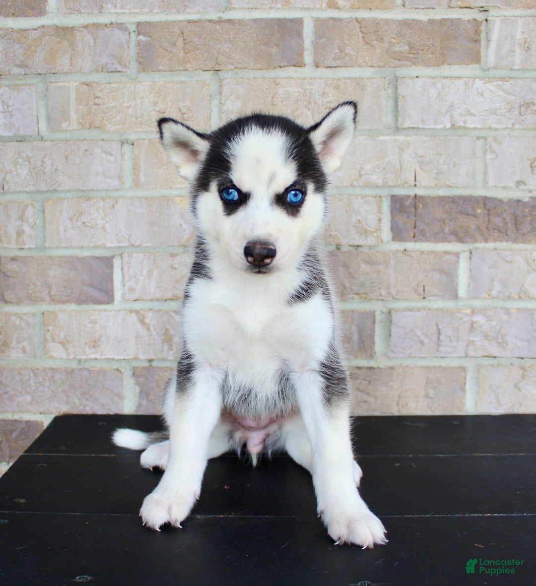 Siberian Husky dogs for sale: Allie - Image 1