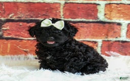 Yorkiepoo dogs for sale: Rex - Image 8