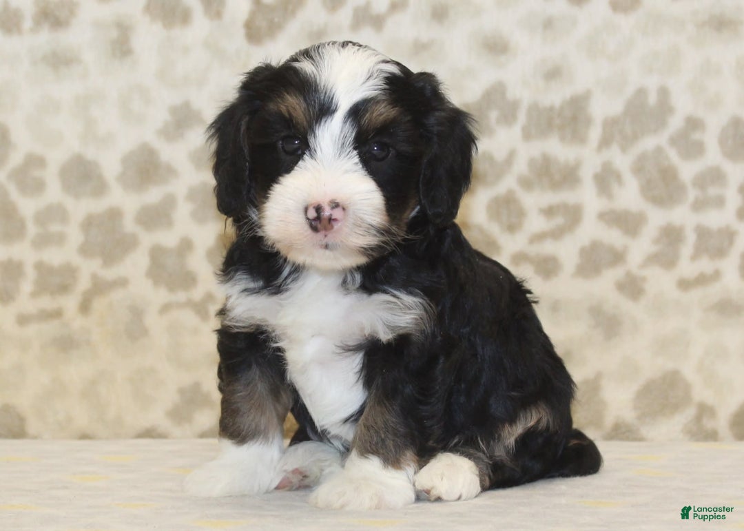 Mini Bernedoodle dogs for sale: Riley - Image 6