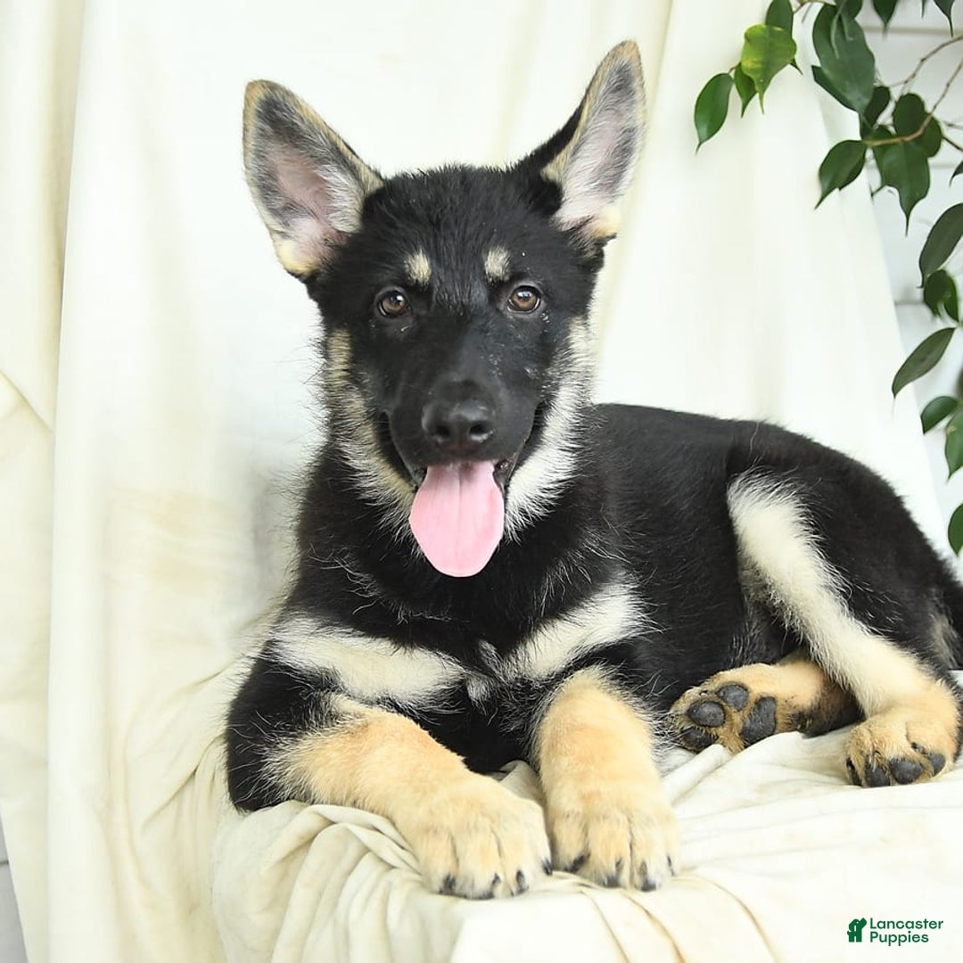 Gerberian Shepsky dogs for sale: Muffin - Image 5