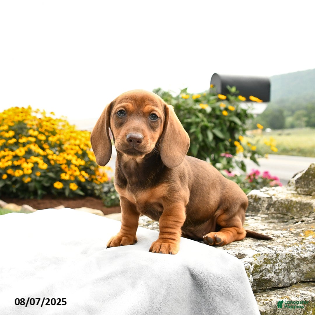 Miniature Dachshund dogs for sale: Cinnamon - Image 2