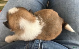 Shih Tzu dogs for sale: Ollie - Image 4
