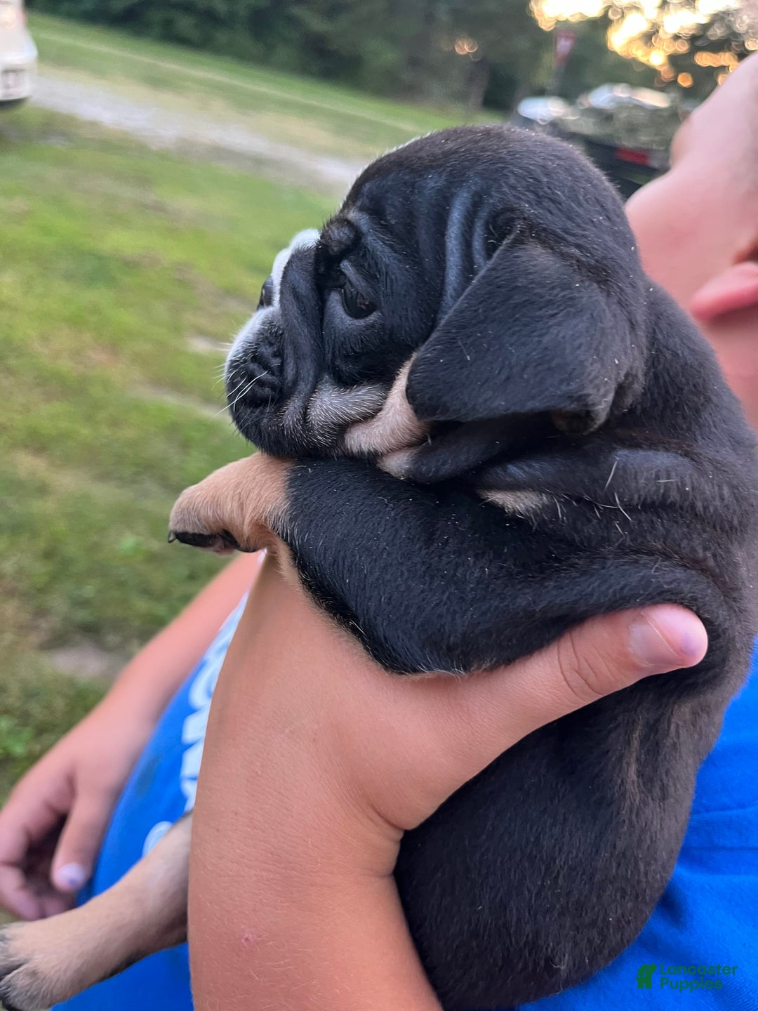 English Bulldog dogs for sale: Cole - Image 1