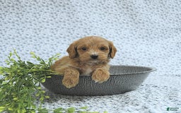 Cavapoo dogs for sale: Rhett - Image 3