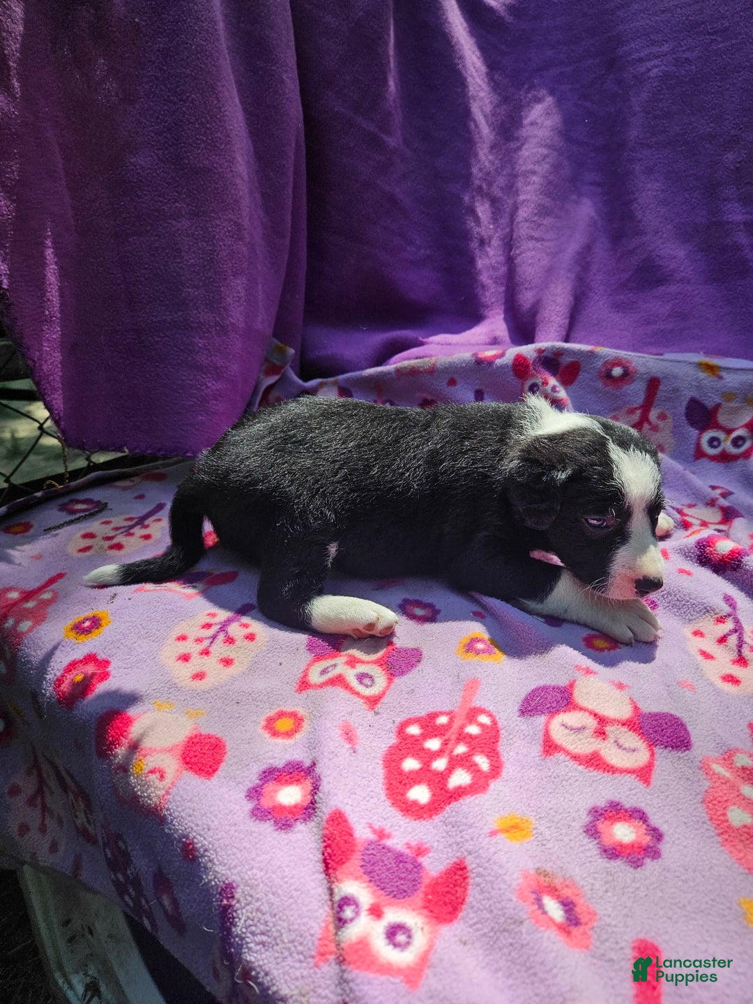 Border Collie dogs for sale: Fang - Image 19
